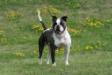 Cold Country's Nala of Dailey
