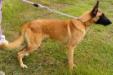 MANALO K9's HUNTER
