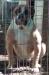 PHK's Queen Bull