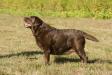 AKC CH Willcare's Godiva