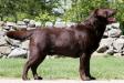 AKC CH Stonecrest's Davy Crockett