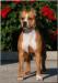 <span style="color: darkred">J EURO WINNER, CH</span> Kobo's Golden Eye