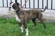 CH Schrom's Queens Girl Merle
