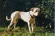 White Bull's Janina