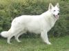 Canta Lupa (FCI) WHITE COMMANDER MULROY