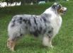 AKC/ASCA CH Islewood Trilogy Of Bayshore