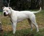 CH JR CH Gunslinger's Lady Oriza