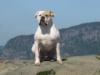 Greatbull's BamBam of Haines