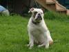 Greatbull's Bubba of Haines