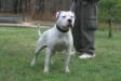 White Knight's The Boss' Son /Aka Sonny