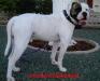 BCK's Incredible Bully Bull Dozer