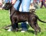 JCH DANKAN BLACK BOMBARDER Djomla's Amstaff