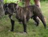  Greenly's Otis