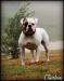 ABRA CHAMPION Chasteen's Ruff N' Tuff Rockzan