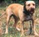GR CH Underdog'S pogi (Arce'S brusko) rom