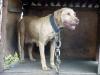  STONE CITY KENNELS` BLONDIE (POR)