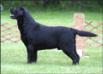 AKC/CAN CH Tabatha's Hunterleigh Timber