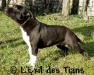 Rixendis Tribale Devil Black Titans