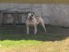  Bayside's Tasha of King Bulldog