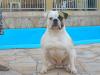 Bayside's Conan of King Bulldog