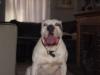 Tutt's King Mugsy