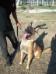 MANALO K9's Bullet
