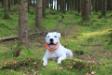 Bingen Bulldogs  Billy the Kid of Williamson