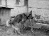  Brita Canis Lupus Lupus