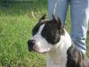 Queen Brindle Rider Stone Free