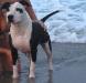 Queen Brindle White Star Stone Free