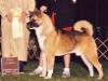 AKC CH Tobe's Adam Of Genesis