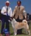 AKC CH Northstar's Misdemeanor