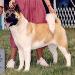 AKC CH Royal's To Be Or Not To Be