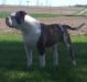 Herber's Bodacious Bully