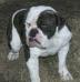  King's River Bulldogge's Koby