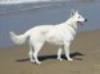  Jintan The Lovely White Shepherd