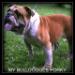  My Bulldogge's Porky