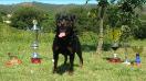 Wenka de la Corte Canina