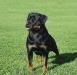 Donna de la Corte Canina