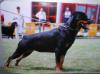 Leidi de la Corte Canina