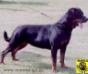 Samba de la Corte Canina