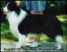 NZ CH GRAND/ AUST CH Clan-Abby Phantom of Love, hips 2/1