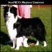 AU & NZ Sh Ch Maghera Casanova