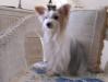 Princess Maddie-Cheisez Of Adorable White Dream