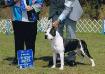 MULTI CH, INT CH, AKC CH, UKC CH, MULTI BOB Wins Classes Cicero's The Big Show