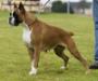 CH INT Heidi de Aires del Norte