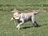 <span style="color: darkred">AKC PTDUSJ HR U-GRCH</span> Fish Dog's Playing in the Kona Surf <span style="color: darkblue">MH CGC CC</span>