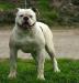 ABNA CH Bullforce Snugs of Excel PH-0.37/0.48