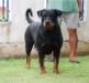 INKA VOM SURAT ROTTWEILER