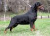 Dea Rottweiler Bomber from Arsic